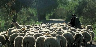 Ημερίδες για την εκτατική κτηνοτροφία στην Κρήτη