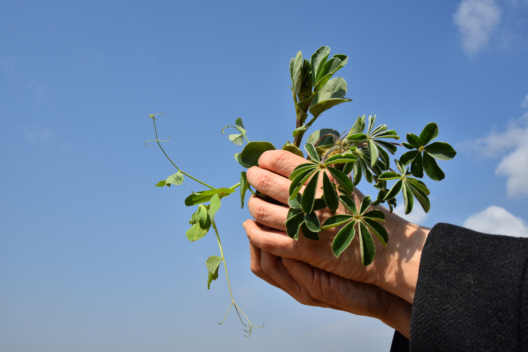 agroktima-protypo-gia-ti-viosimi-georgia-apo-tin-greenpeace-61361