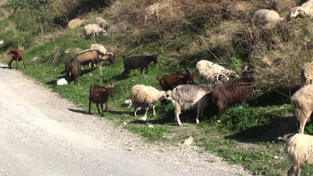 lesvos-imerida-gia-tin-aigoprovatotrofia-sta-nisia-apo-to-geotee-vinteo-96638