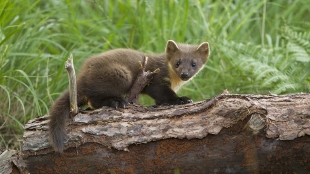 Сосновая куница. Pine Marten adopt me. European Pine Marten Graphics. Graphic of a male European Pine Marten.