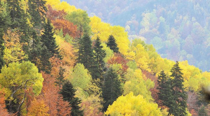 Gestion des ravageurs et des maladies par la technologie dans les forêts