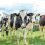 Μεταπτυχιακές σπουδές στη διαχείριση παραγωγής γάλακτος και γαλακτοκομικών προϊόντων