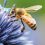 CEMA: Βραβείο καινοτομίας για  την προστασία των μελισσών και της βιοποικιλότητας