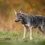 Φθιώτιδα: «Μακελειό» από λύκο σε ποιμνιοστάσιο